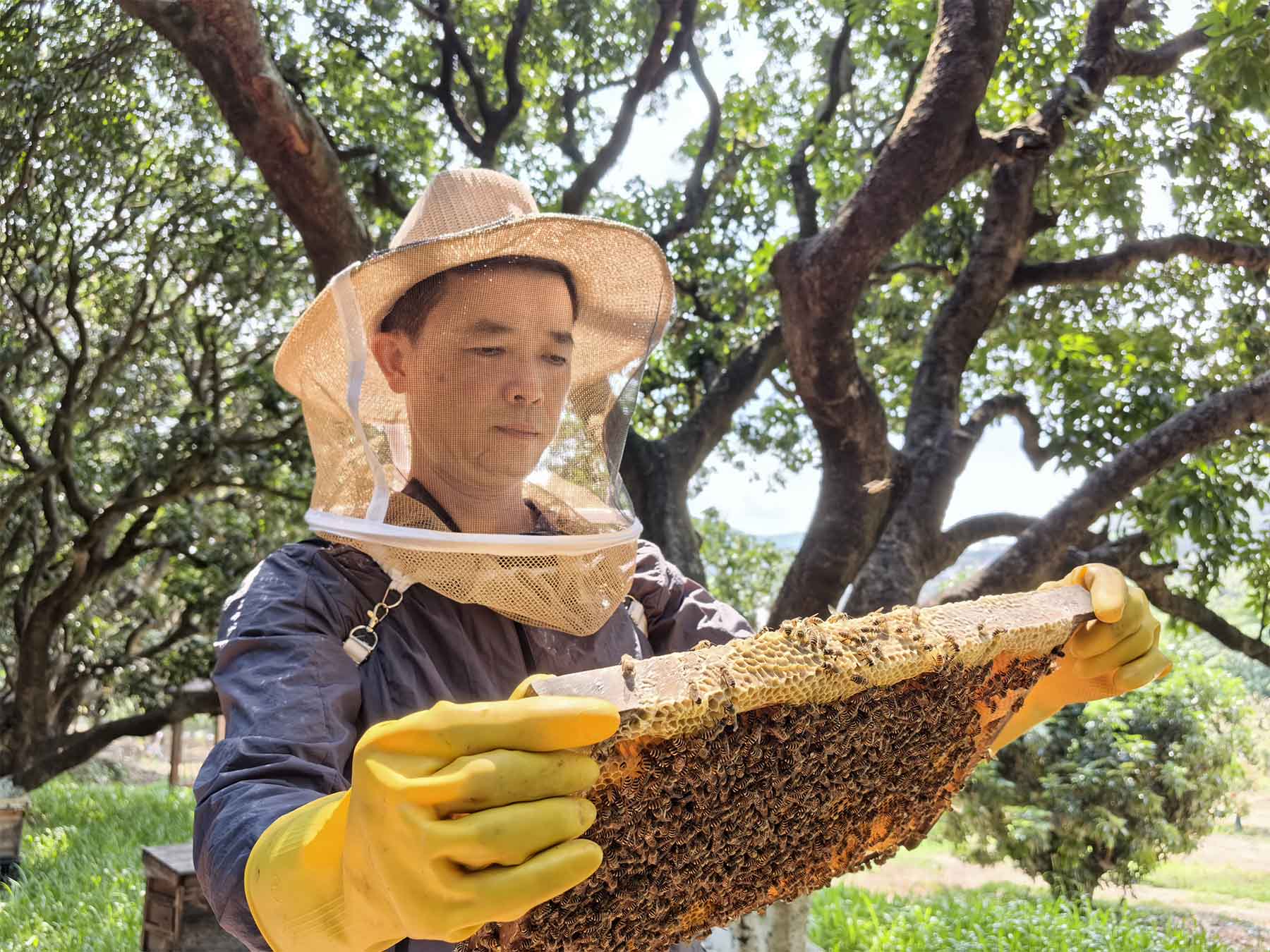 东莞樟木头蜂农收获“甜蜜经济”